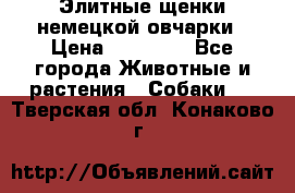 Элитные щенки немецкой овчарки › Цена ­ 30 000 - Все города Животные и растения » Собаки   . Тверская обл.,Конаково г.